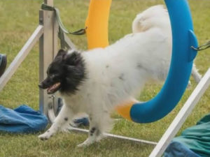 ROLF IS A PUPPY FROM OUR VERY FIRST LITTER.